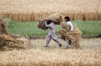 Govt decides to procurement wheat from farmers
