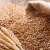 KP Government establishes wheat procurement center at Havelian