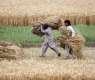 Govt decides to procurement wheat from farmers