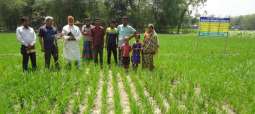 Farmers advised to start rice cultivation from May 20