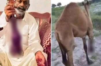 Chopping off camel’s leg: Case registered against unknown men instead of suspect landlord