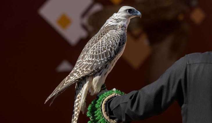 تتويج أبطال (سيف الملك) في أغلى أشواط مهرجان الملك عبدالعزيز للصقور 2024