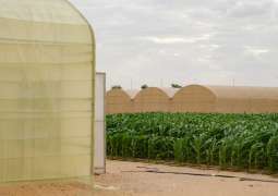 UAE Pavilion to present 'Pressure Cooker' at Venice Architecture Biennale 2025