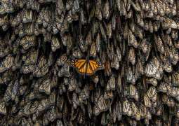 Xposure’s 4th Conservation Summit zooms in on migration’s impact on ecosystems