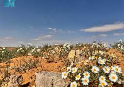 زهور الأقحوان ترسم لوحات فنية في السهول الرملية بمنطقة الجوف