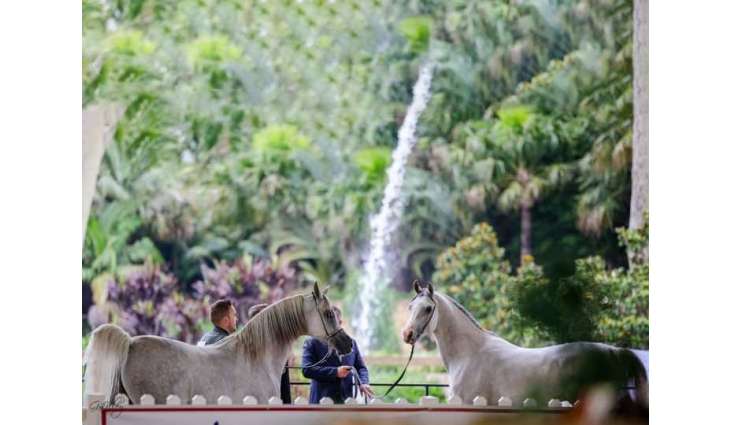 First leg of second edition of Emirates Arabian Horse Global Cup in Australia achieves great success
