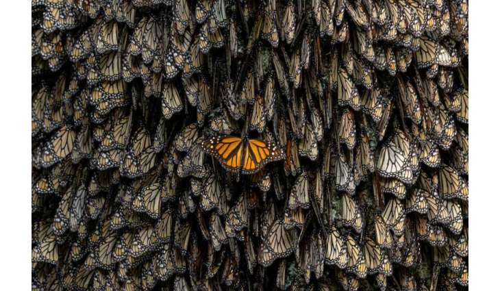 Xposure’s 4th Conservation Summit zooms in on migration’s impact on ecosystems