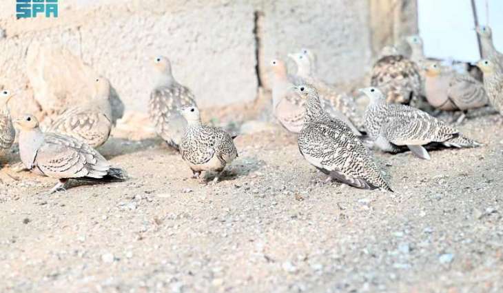 طائر القطا في جازان.. رمزٌ للجمال والإلهام في الشعر والأدب