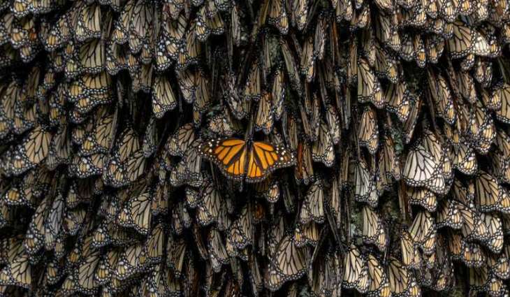Xposure’s 4th Conservation Summit zooms in on migration’s impact on ecosystems