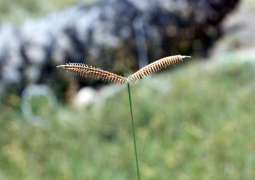 EPAA announces discovery of three new recorded plant species in UAE