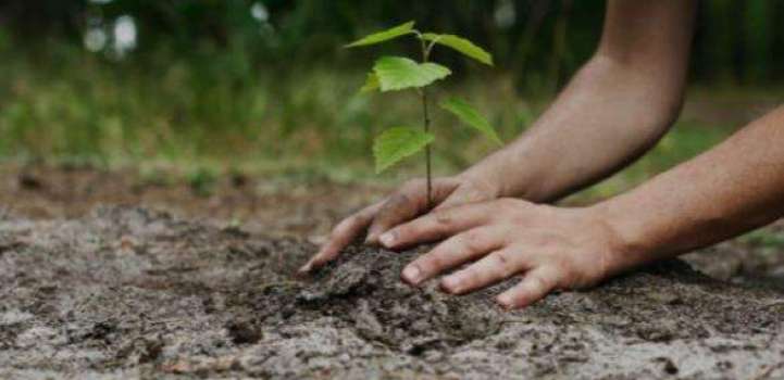 Mega tree plantation campaign launched in Punjab

 

 