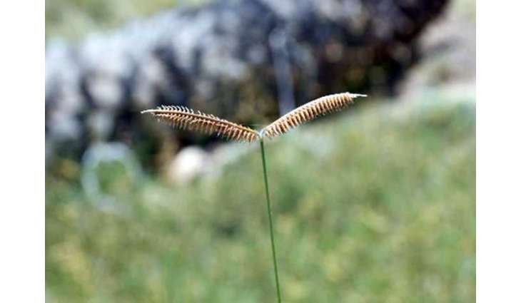 EPAA announces discovery of three new recorded plant species in UAE