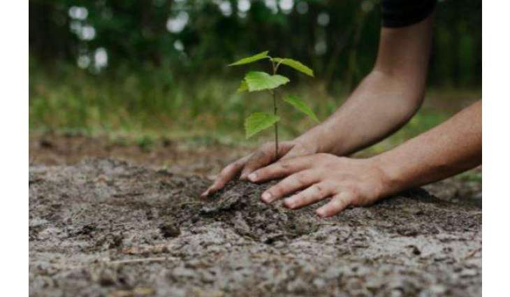 Mega tree plantation campaign launched in Punjab

 

 