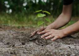 Mega tree plantation campaign launched in Punjab
