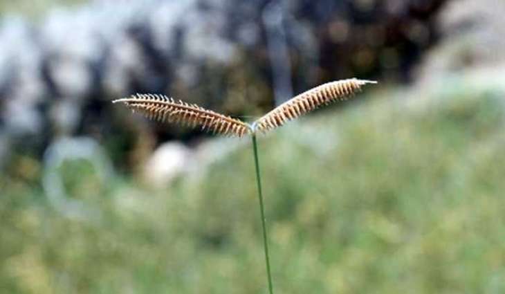 EPAA announces discovery of three new recorded plant species in UAE