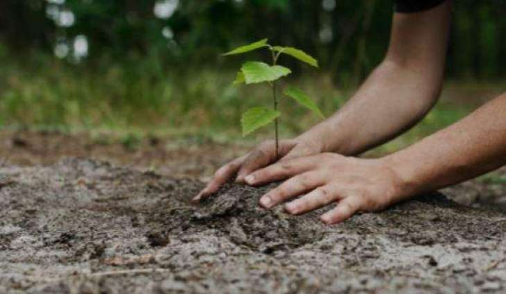 Mega tree plantation campaign launched in Punjab

 

 
