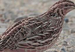 Major wildlife protection action in Punjab: 110 quails recovered