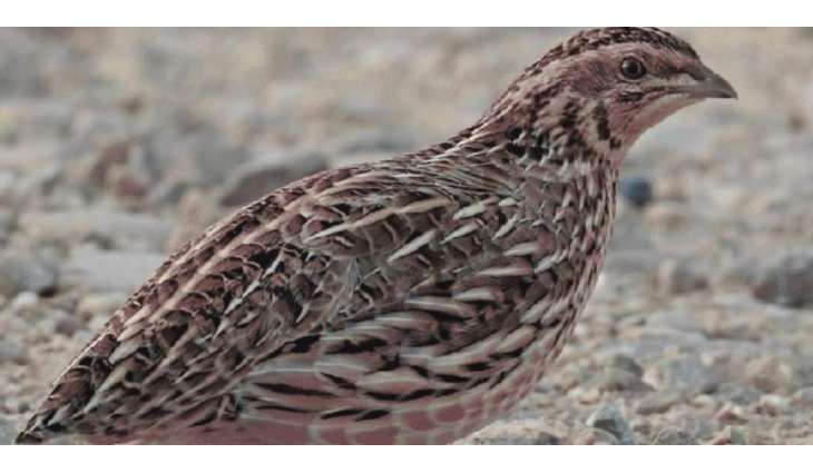 Major wildlife protection action in Punjab: 110 quails recovered
