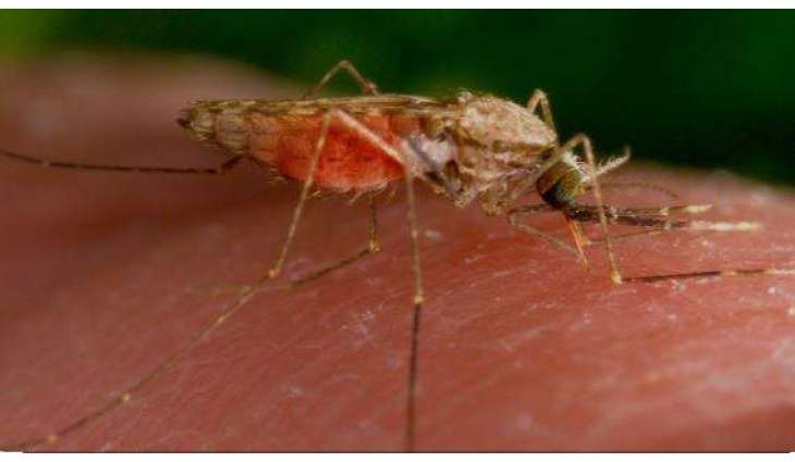Sindh reports over 20,000 Malaria cases amid rising trend


 