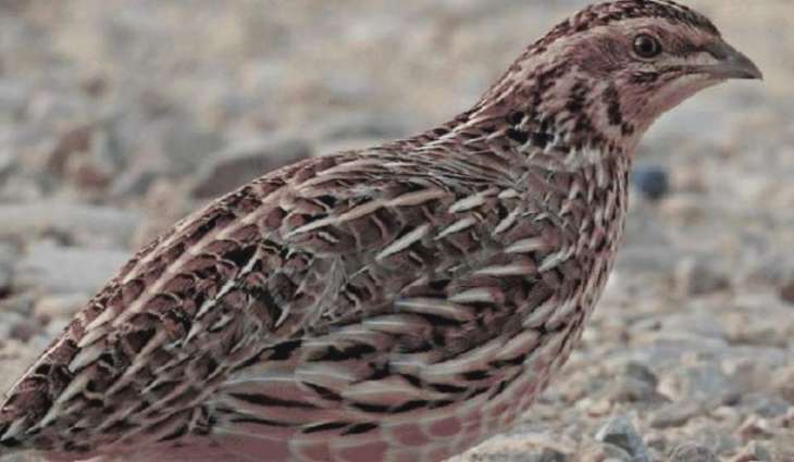 Major wildlife protection action in Punjab: 110 quails recovered