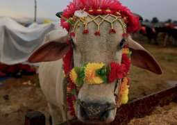 Eid ul Adha 2025 in Pakistan expected on THIS date