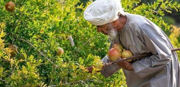From Orchard to Oblivion: How Federal Excise Duty Is Crippling Fr ..