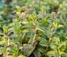 Madinah Mint Boosts Region’s Lead in Saudi Aromatic Plant Production
