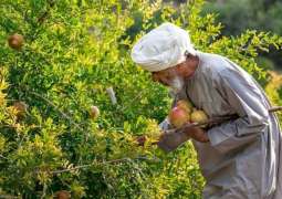 From Orchard to Oblivion: How Federal Excise Duty Is Crippling Fruit Farmers in rural Punjab