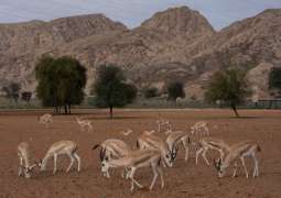 Mleiha Park records 100+ species of flora, fauna in its habitat