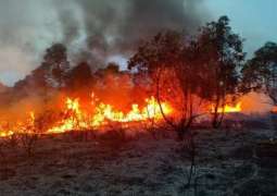 Türkiye evacuates  more than 50,000 people from regions affected by forest fires