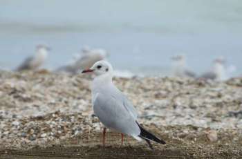 EPAA completes first Middle East study on ingestion of marine debris by seabirds