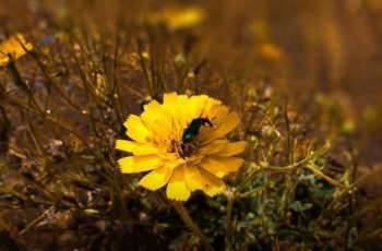 'Hawzan' a Wild Plant that Enriches Biodiversity, Supports Ecological Balance