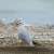 EPAA completes first Middle East study on ingestion of marine debris by seabirds