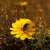 'Hawzan' a Wild Plant that Enriches Biodiversity, Supports Ecological Balance