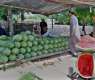 Islamabad High Court stays eviction of vendors from Daman-e-Koh in Margalla Hills