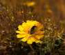 'Hawzan' a Wild Plant that Enriches Biodiversity, Supports Ecological Balance