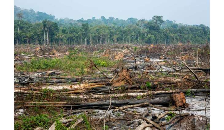 Brazil fires drive acceleration in Amazon deforestation