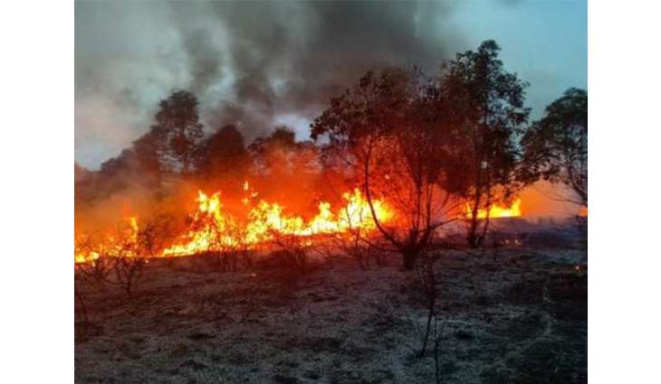 Türkiye evacuates  more than 50,000 people from regions affected by forest fires