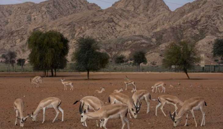 Mleiha Park records 100+ species of flora, fauna in its habitat