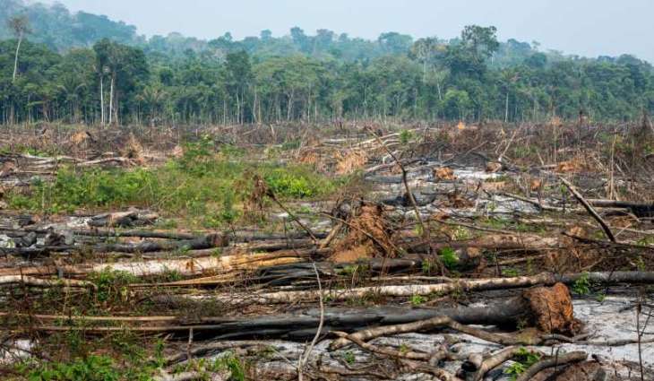 Brazil fires drive acceleration in Amazon deforestation