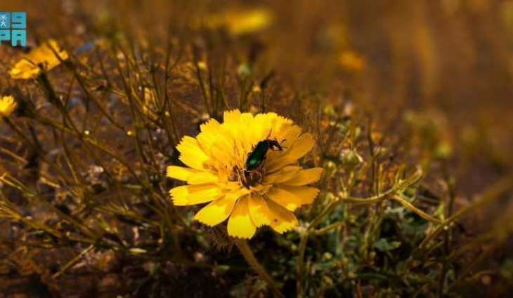 'Hawzan' a Wild Plant that Enriches Biodiversity, Supports Ecological Balance