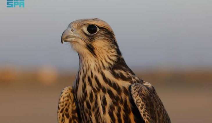 نادي الصقور السعودي يرفع أعداد 