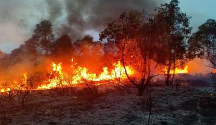 Türkiye evacuates  more than 50,000 people from regions affected by forest fires