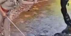 Indian forest officer captures 18-foot king cobra in Kerala state