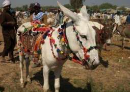 Pakistan’s largest donkey market opens in Badin