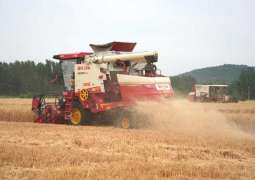 China harvests 149 million tonnes of summer grain in 2025