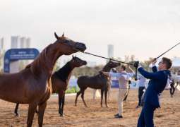 Thrilling finale for Emirates Arabian Horse Global Cup China 2025