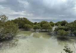 UAE marks International Day for Conservation of Mangrove Ecosystem with renewed commitment, global vision