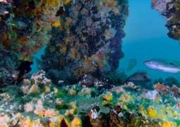 ‘DUBAI REEF’ supports marine life, ecosystem growth in Dubai's waters