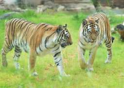Al Ain Zoo celebrates International Tiger Day to promote biodiversity